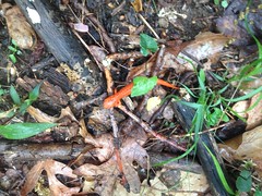 Red Spotted Newt 