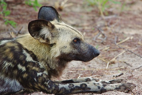 (Lycaon pictus) Painted Wild Dog Lying Down