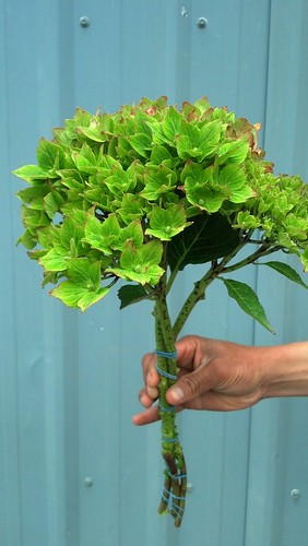 green pistacio hydrangea
