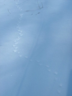 mouse tracks in snow