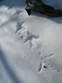 chicken tracks in snow