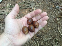Chestnut Oak Acorns 