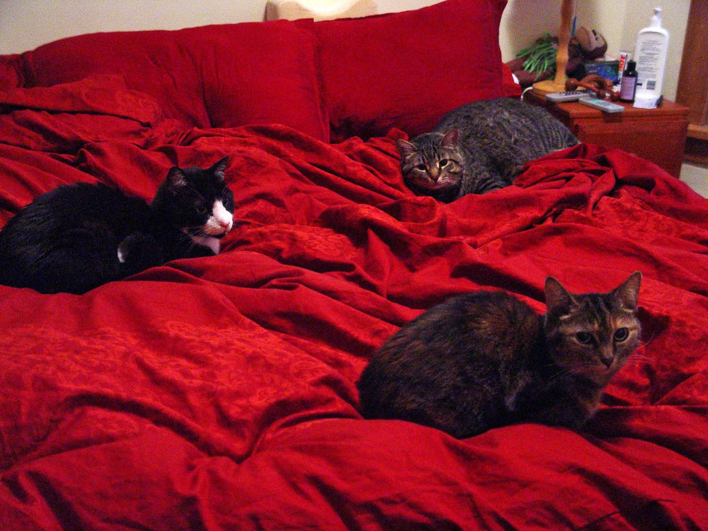 Three cats on a bed