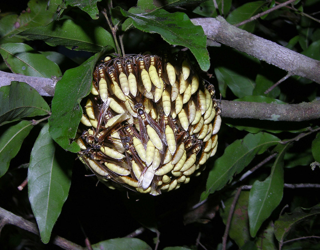 Apoica pallens nest, Panama (1)