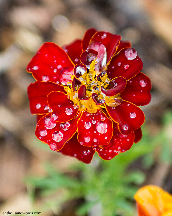 Marigold after the rain 1