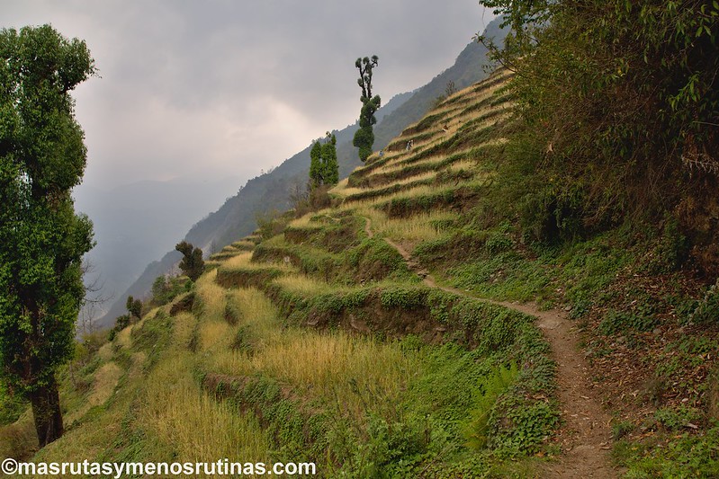 Trek ABC. De Doban (2900 m) a Jhinu (1750 m) - NEPAL 2016. Trek al Annapurna Sanctuary (ABC) (20)