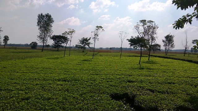 Kishanganj Tea