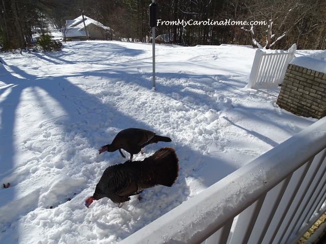 Turkeys in the Snow 6
