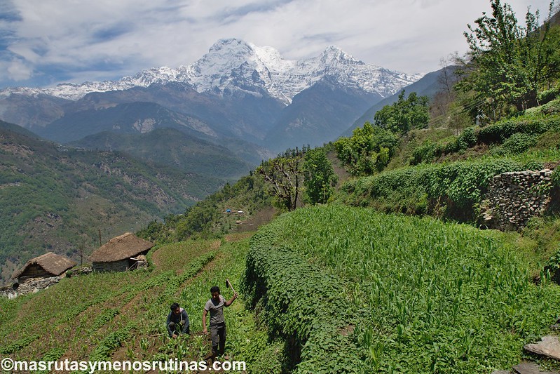 Trek ABC. De Jhinu (1750 m) a Pothana (2000 m) - NEPAL 2016. Trek al Annapurna Sanctuary (ABC) (23)