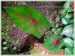 Caladium Rosebud (Rose Bud Caladium, Angel Wings, Elephant Ears) growing on the ground, Aug 29 2010