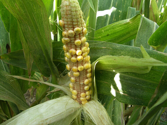 plantas de maíz convencional contaminada. Transgénicos