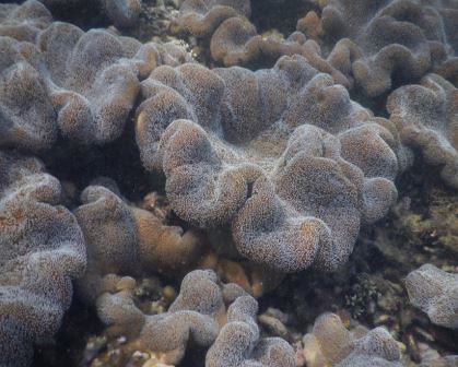 terumbu karang pulau oar