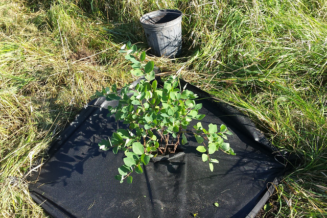 newly planted shrub inside a black cloth square