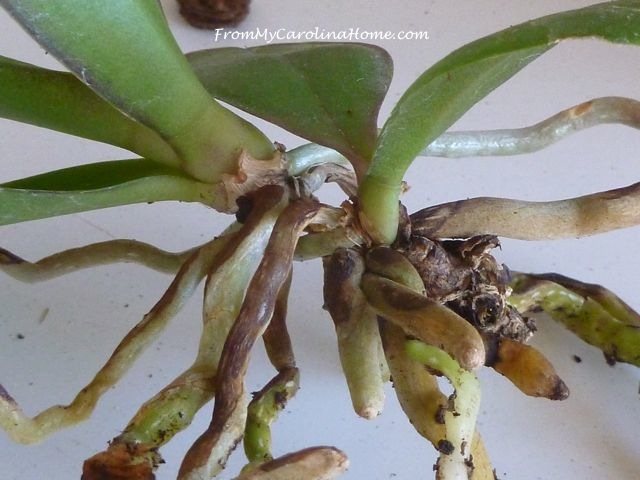 Orchid repotting 6