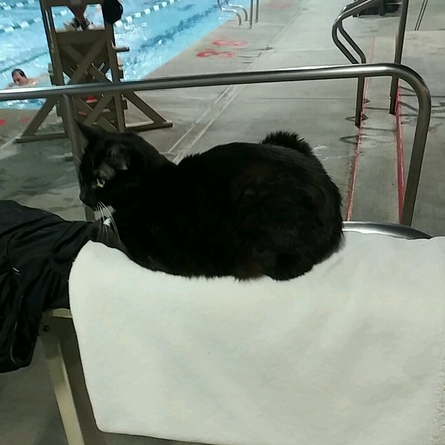The swim center installed a fancy towel warmer