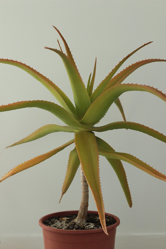 Aloe sabaea..Ou pas... 22088530779_28b72b8ac8_c