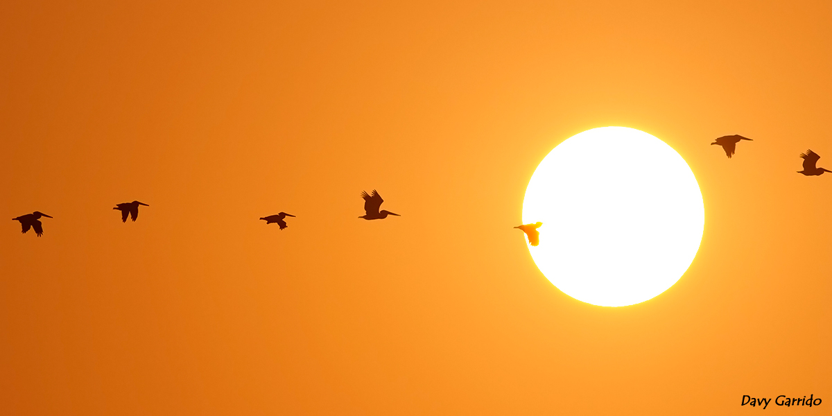 Brown Pelican  to the sun…