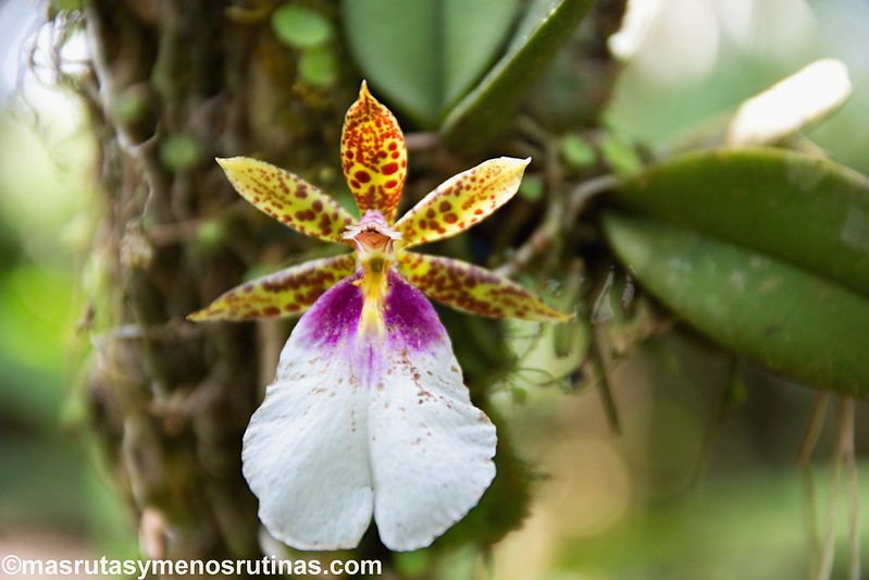 De Tingana a Moyobamba. Orquídeas y colibrís - Por el norte de PERÚ. De los glaciares a la selva (10)