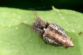 Orb weaver spider (Wagneriana sp.) - DSC_0940