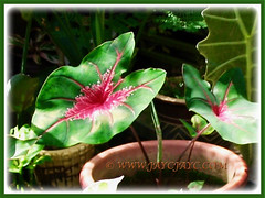 Potted Caladium Rosebud at our tropical garden, 7 April 2006