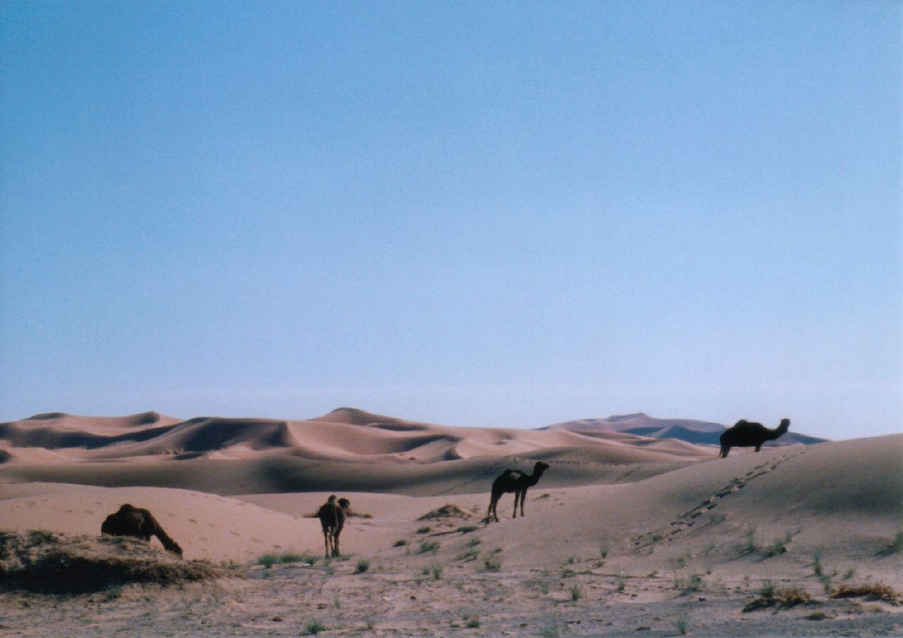 Sahara dune