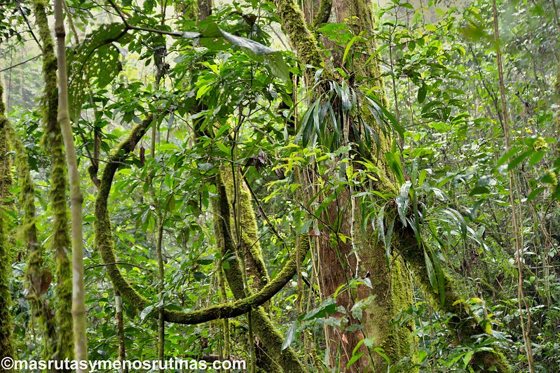 Yumbilla. Cataratas en el bosque primario de Cuispes - Por el norte de PERÚ. De los glaciares a la selva (6)