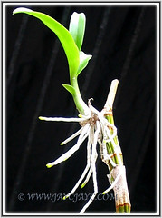 Air Plant (keiki or plantlet) of Phalaenopsis Orchid, 18th Aug. 2007