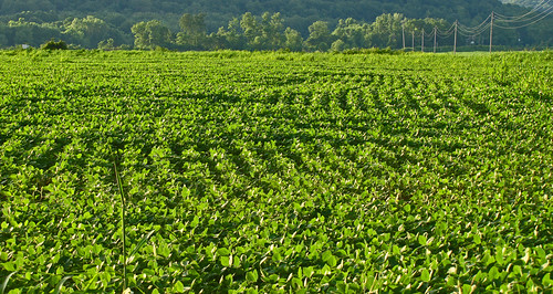 Thriving Soybeans