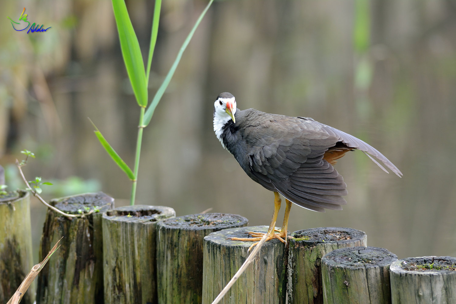 White-breasted_Waterhen_7132