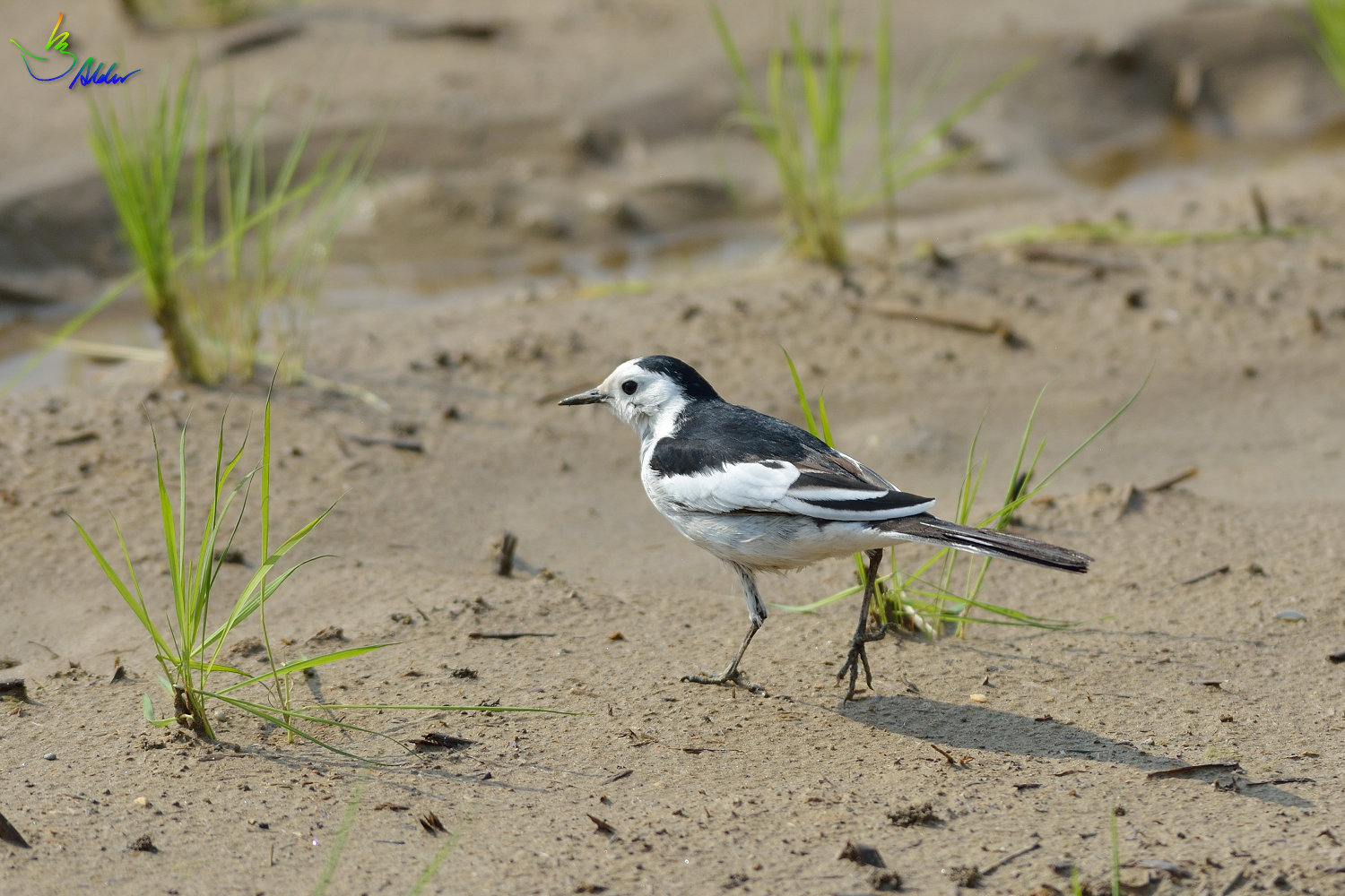 White_Wagtail_0180