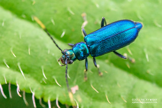 Leaf beetle (Hoplosaenidea singaporensis) - DSC_5002