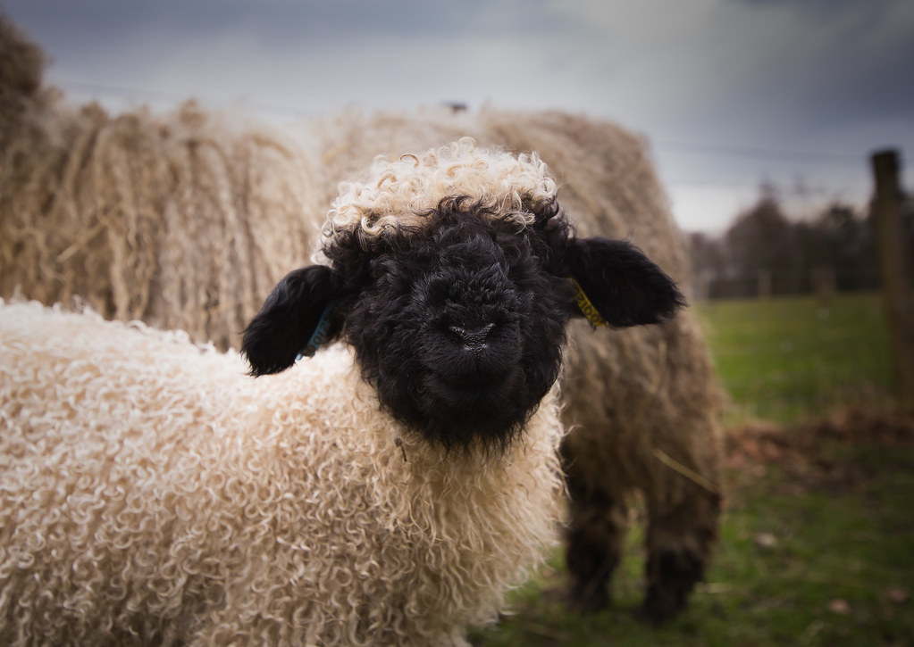 Valais Blacknose Lamb.