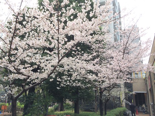 代官山アドレスの桜 2016.4.3