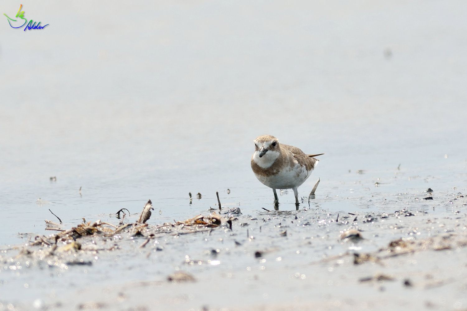 Greater_Sand_Plover_2143