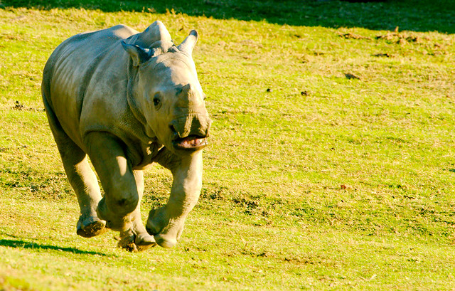 Southern White Rhinoceros