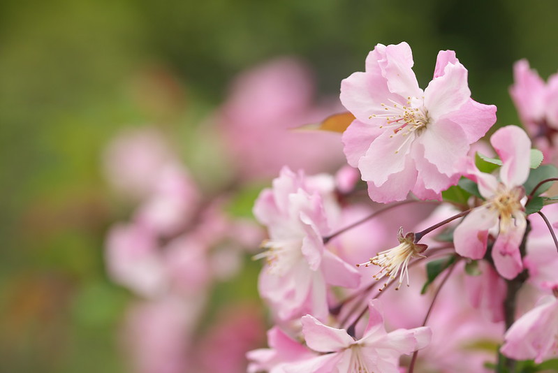 桜などの春の花咲く旧芝離宮恩賜庭園でのんびり撮影散歩 150円でこれだけの緑と花が見られるのはかなりお得 とくとみぶろぐ
