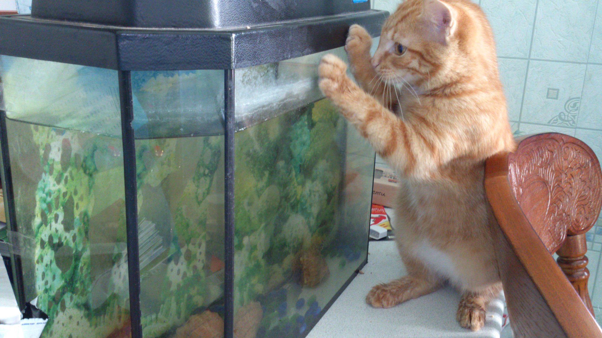Рыжик ловит рыбу:) 