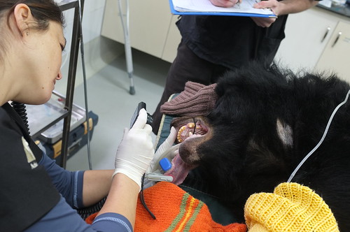 Six of Sam's molars were removed while she was under anaesthetics