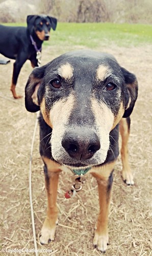 I Always Feel Like Somebody's Watching Me... #dogphotobomb #rescuedog #adoptdontshop #LapdogCreations ©LapdogCreations