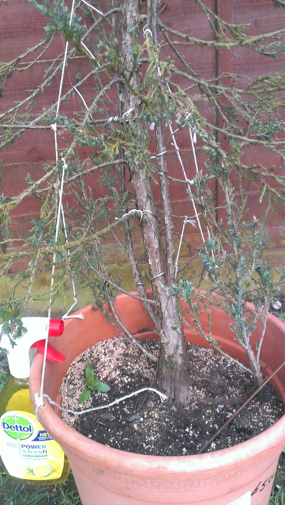 Juniperus schizophrenicus 25763784643_d62a4cc745_b