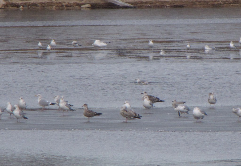 Six species of gulls!