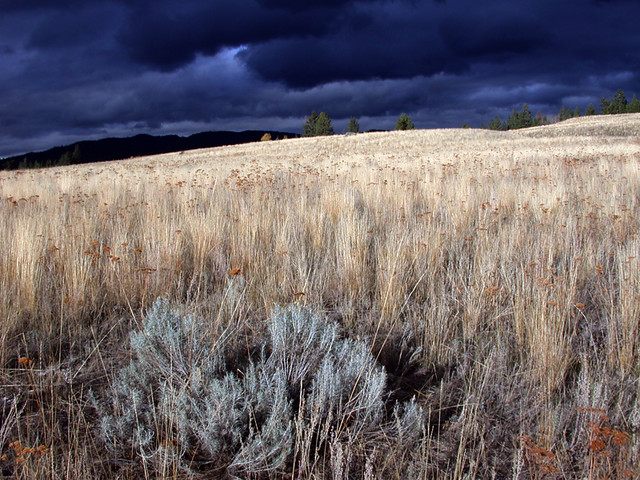 Dark clouds above the grasslands