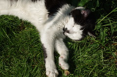 Aged cat-napping, 18th May 2014