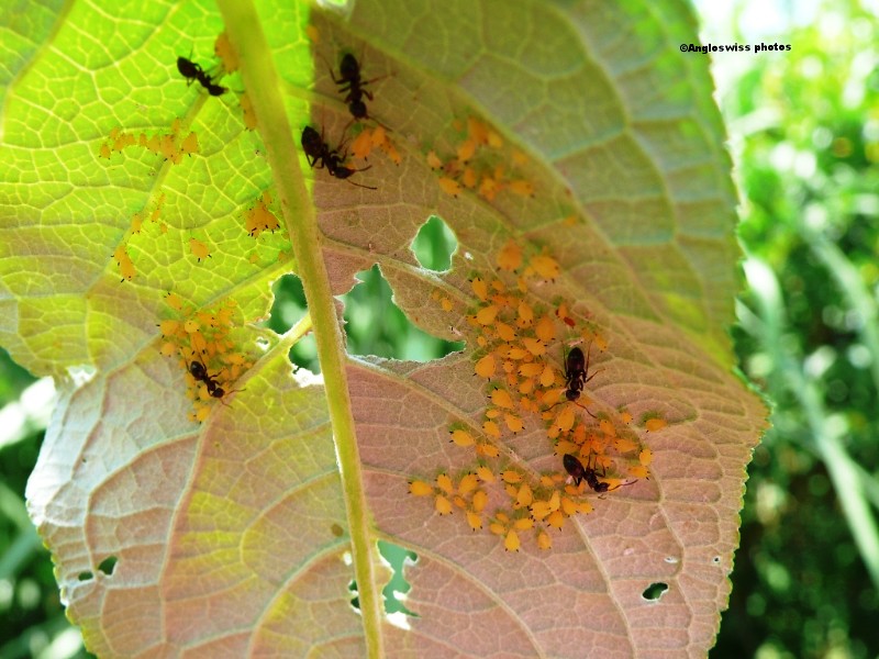 Ants with Greenfly eggs