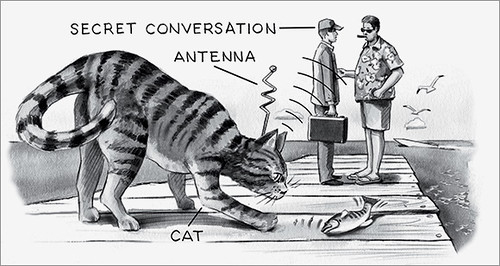 Cat Antenna