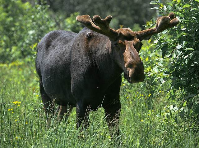 photo of moose in Isle Royale National Park
