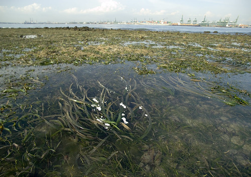 Flowering Tape seagrasses (Enhalus acoroides)
