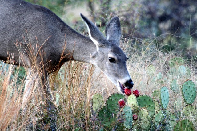 Mule Deer Eating Prickly Pear Fruit (Odocoileus hemionus)