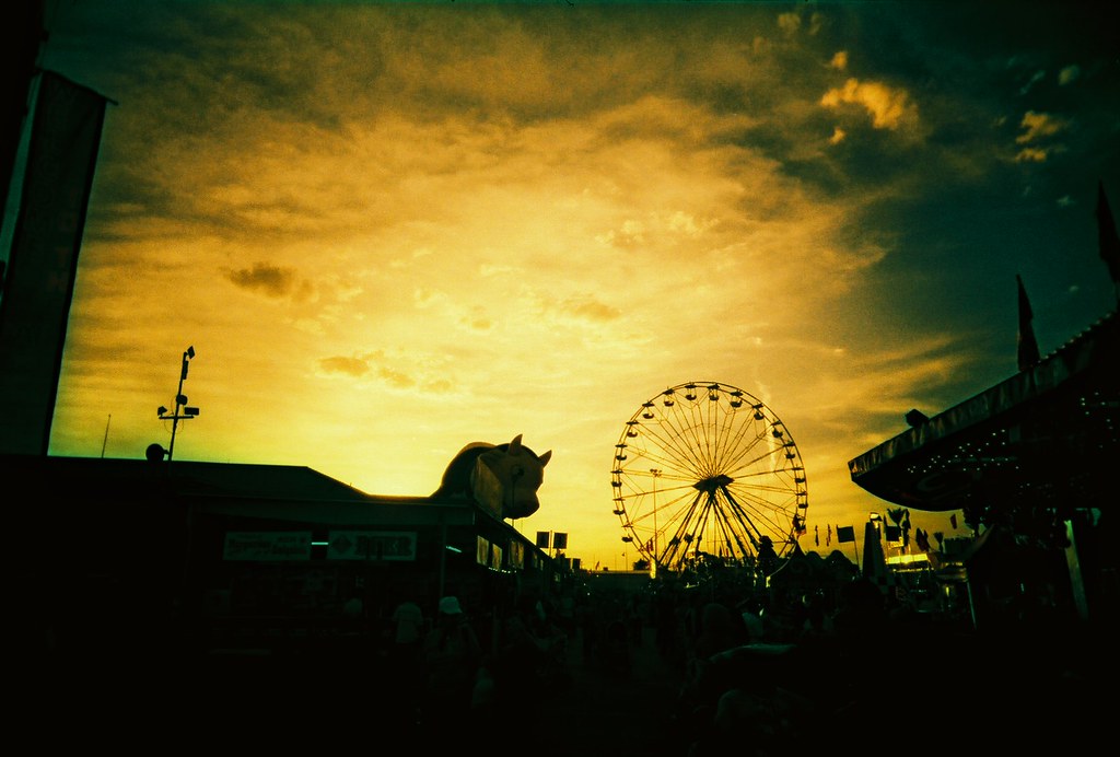 One cow, one ferris wheel