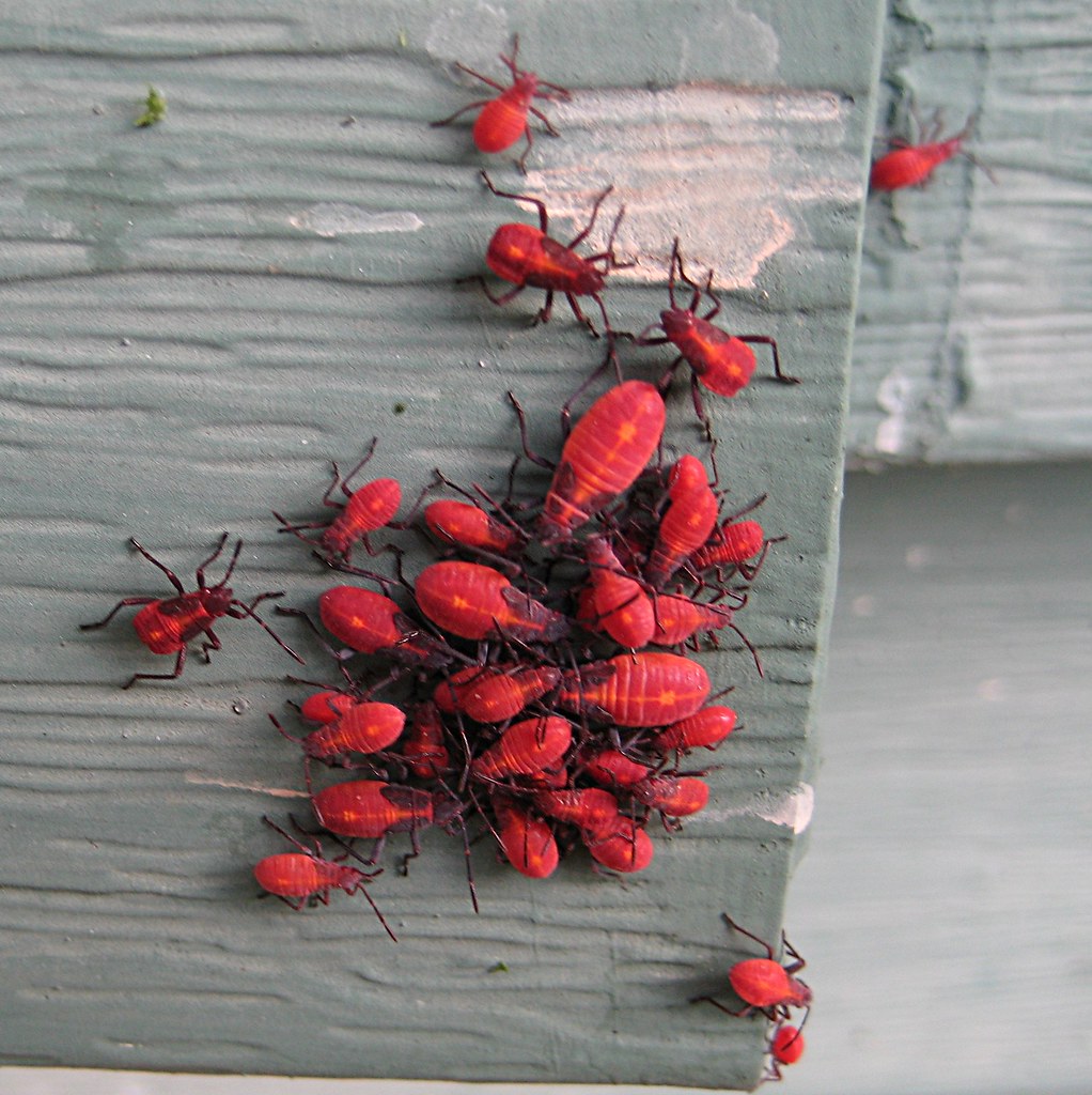 tiny red bugs